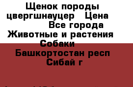 Щенок породы  цвергшнауцер › Цена ­ 30 000 - Все города Животные и растения » Собаки   . Башкортостан респ.,Сибай г.